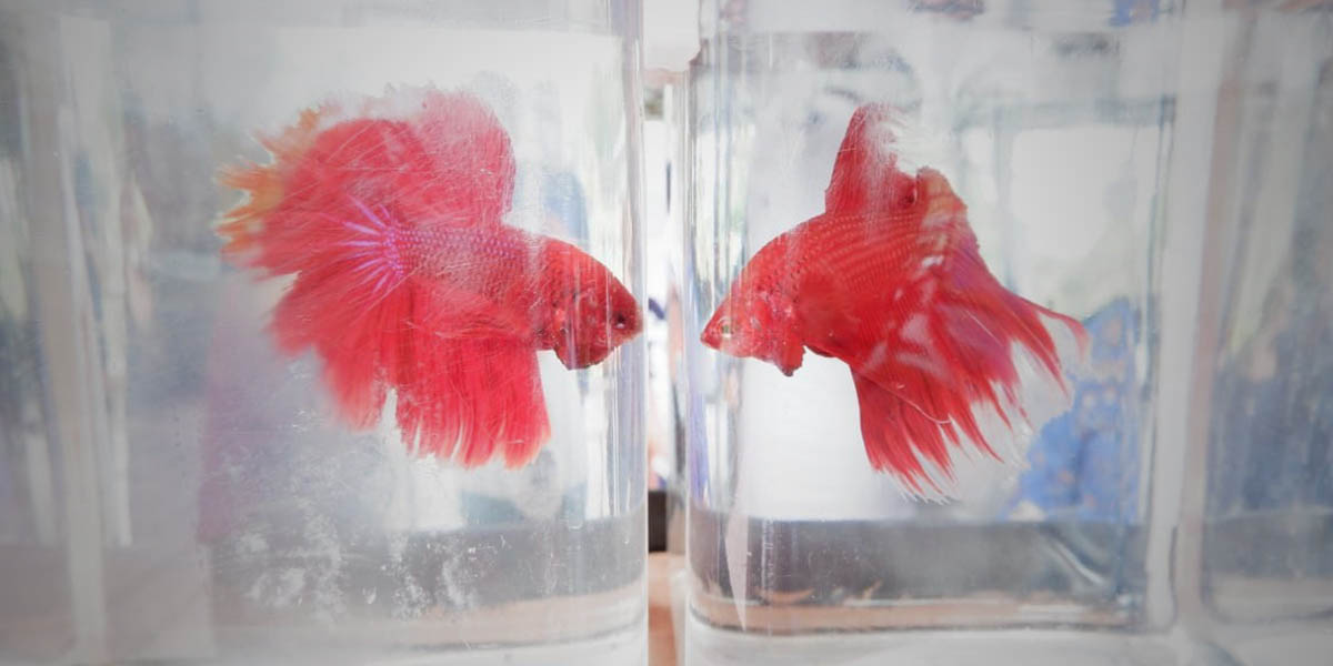 Ikan Cupang Labeti, hasil budidaya pecinta ikan hias Timika dipamerkan, Jumat (26/3/2021). Foto: Fachruddin Aji/Papua60detik